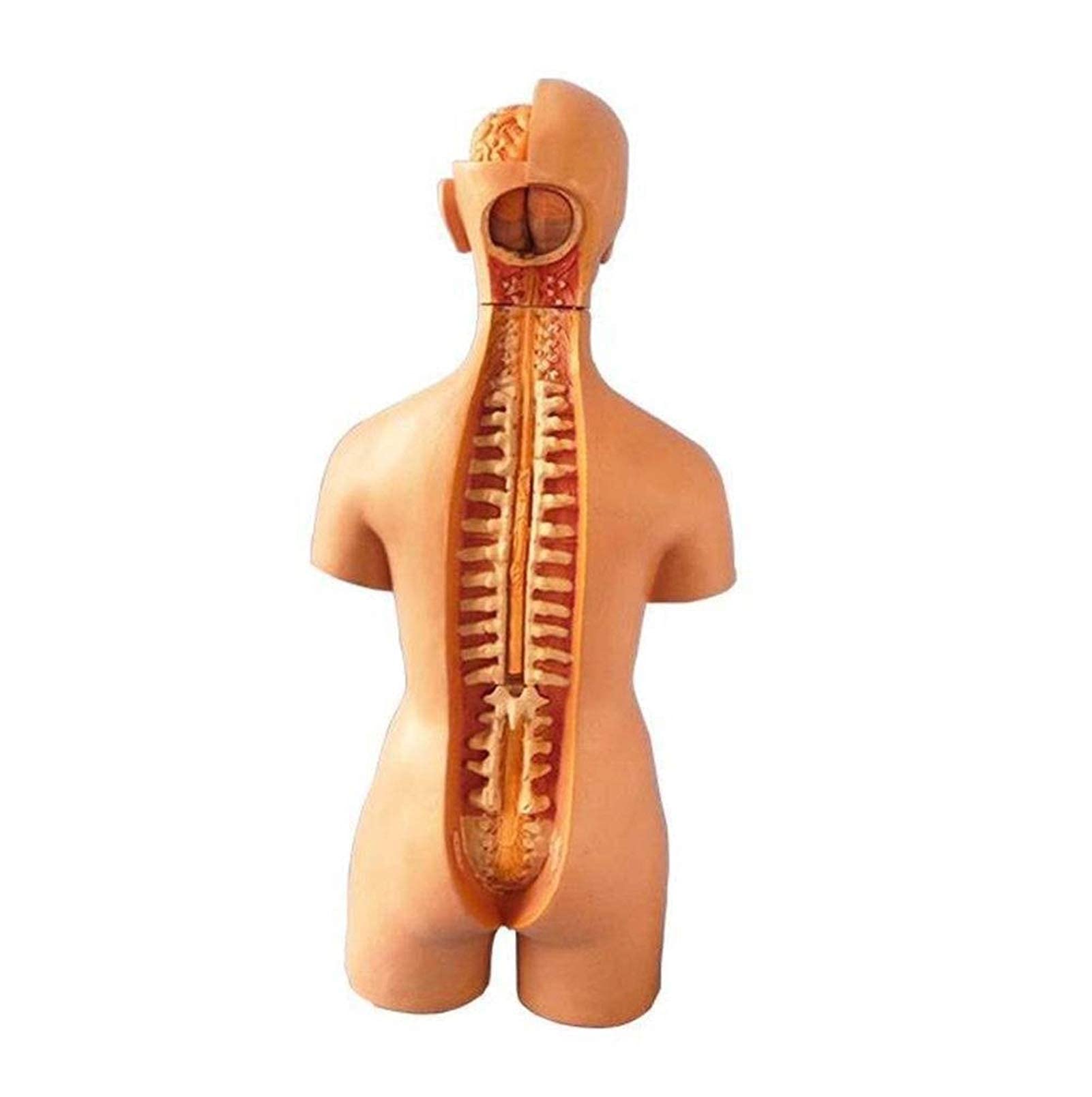 Amazon.co.jp: 人体模型体幹模型、人体解剖模型、体幹系器官